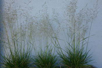 deschampsia caespitosa  `Palava` Śmiałek darniowy  `Palava` 2L